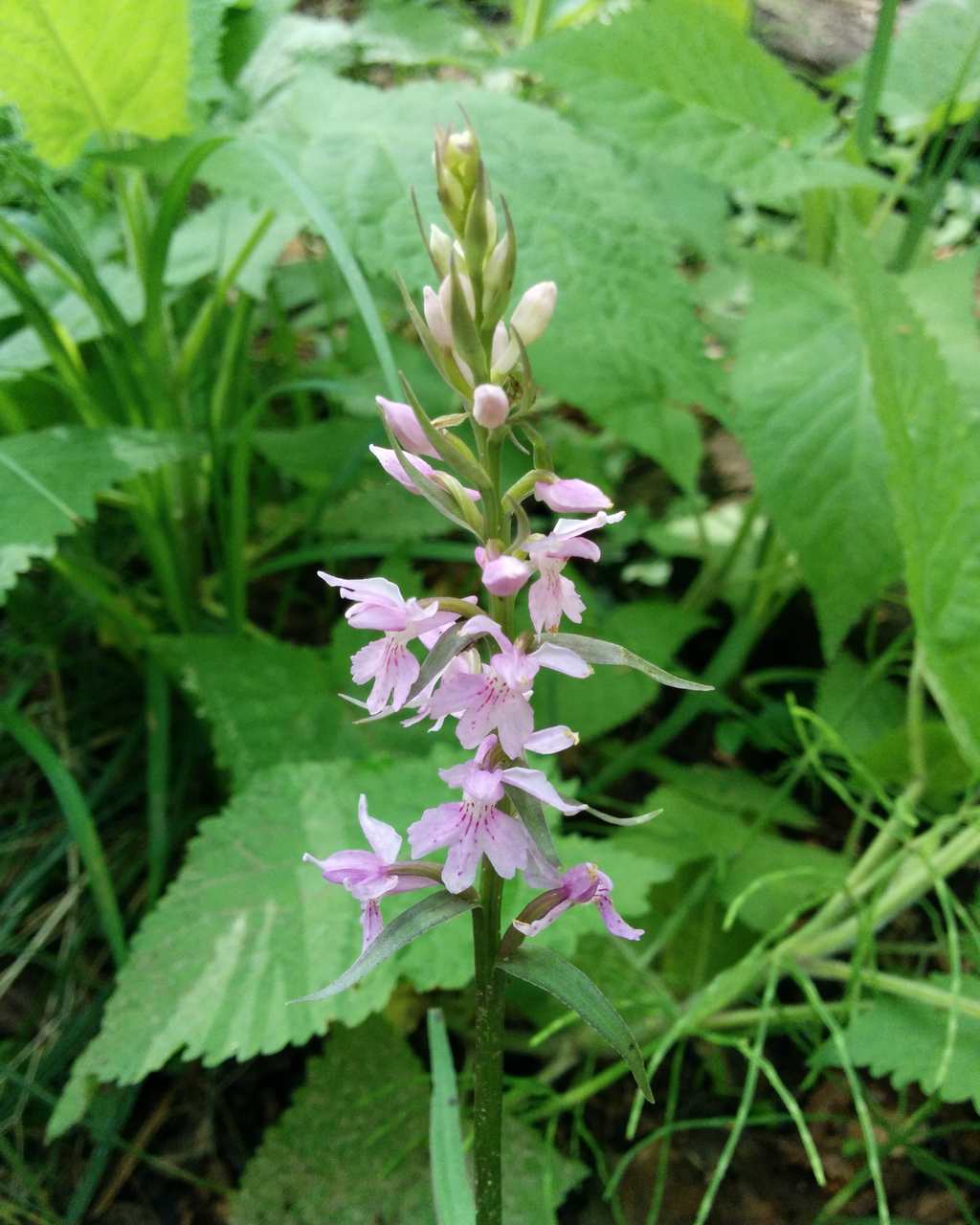 Dactylorhiza maculata subsp. fuchsii